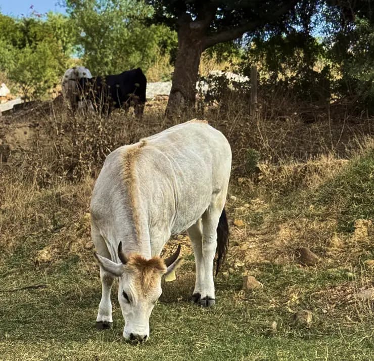The Lifestyle at Wilde Paarde Country Estate
